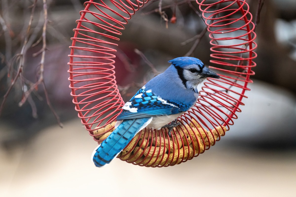 Blue Jay - ML647268421