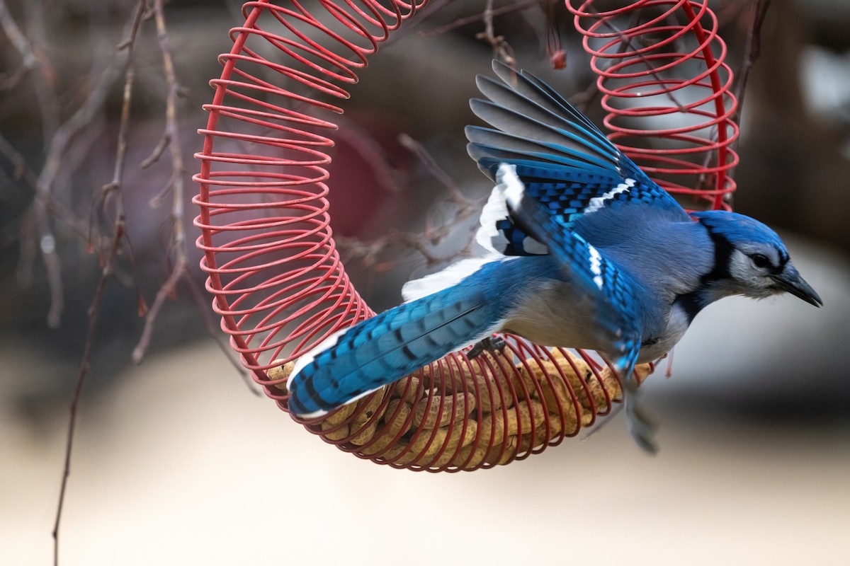 Blue Jay - ML647268422