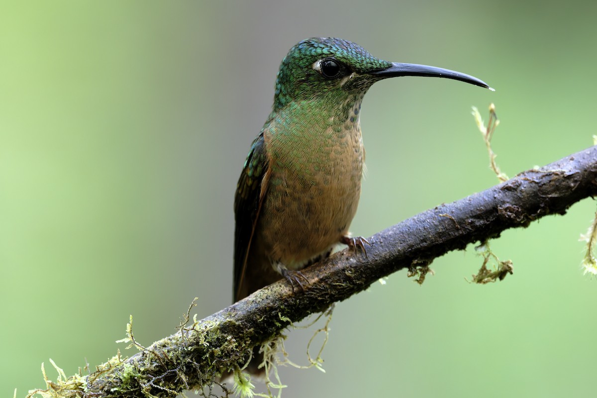 Fawn-breasted Brilliant - ML647268425