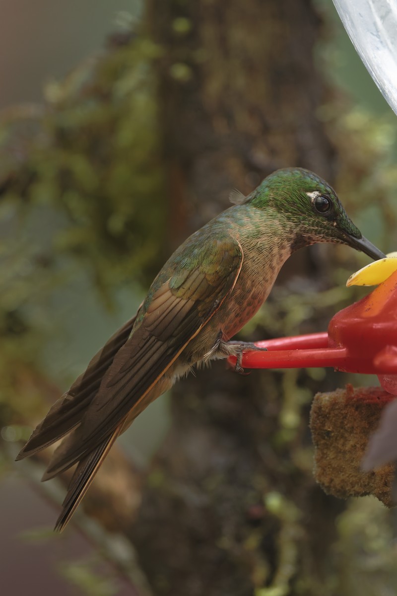 Fawn-breasted Brilliant - ML647268426