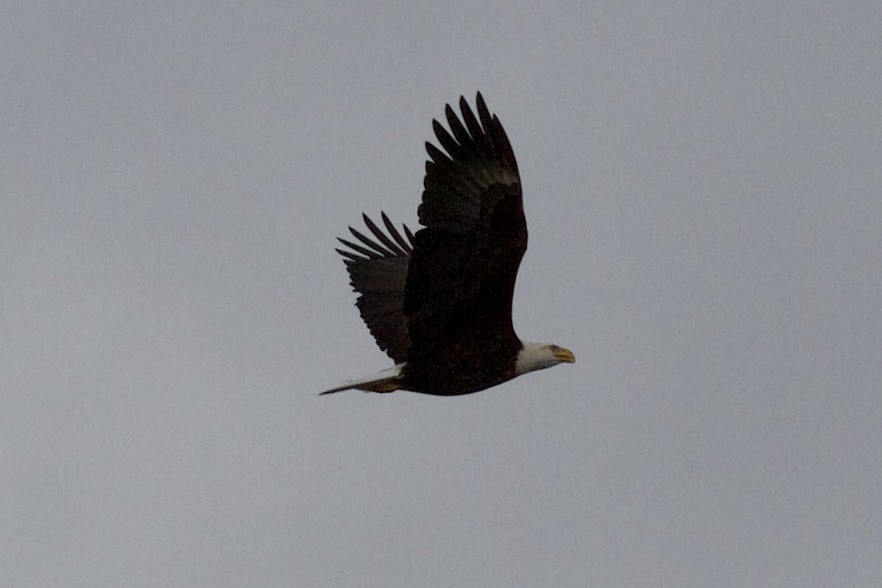 Bald Eagle - ML647268428