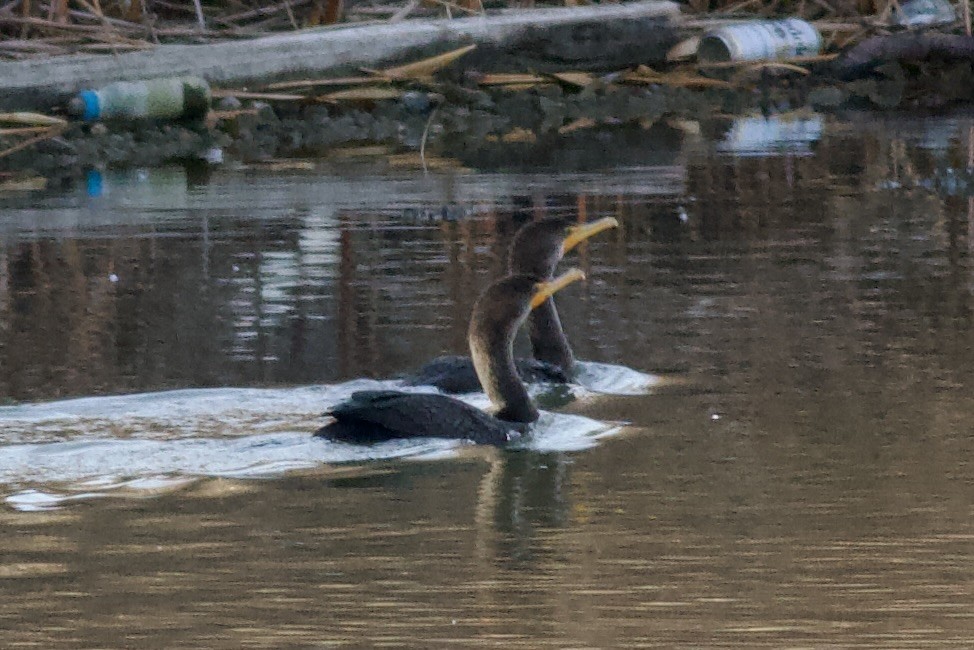 Double-crested Cormorant - ML647268434