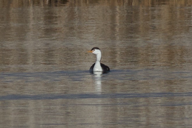 Clark's Grebe - ML647268436
