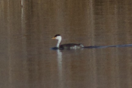 Clark's Grebe - ML647268437