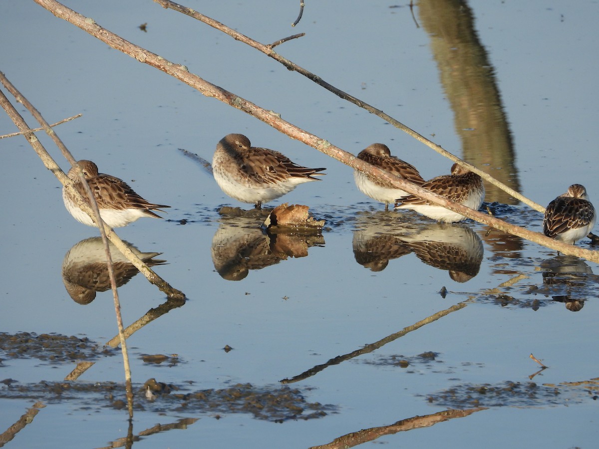 jespák tundrový - ML647268442