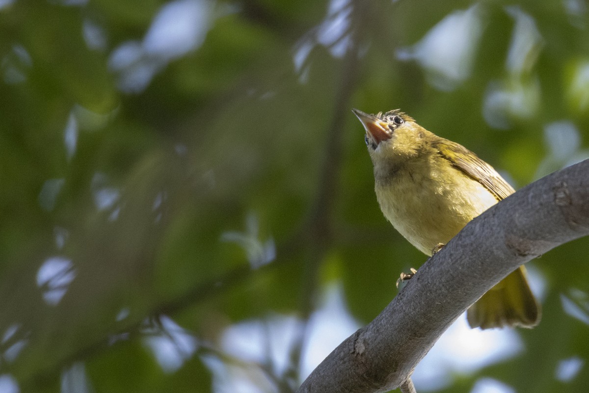 Northern Yellow Warbler - ML647268444