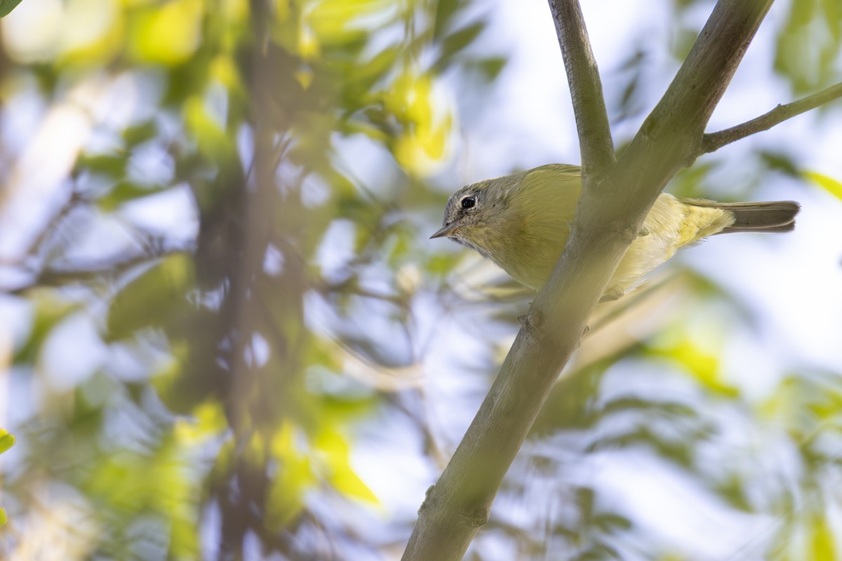 Orange-crowned Warbler (Gray-headed) - ML647268445