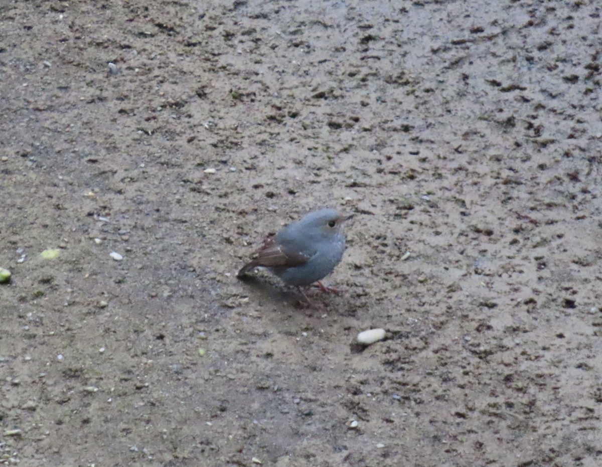 Plumbeous Redstart - ML647268446