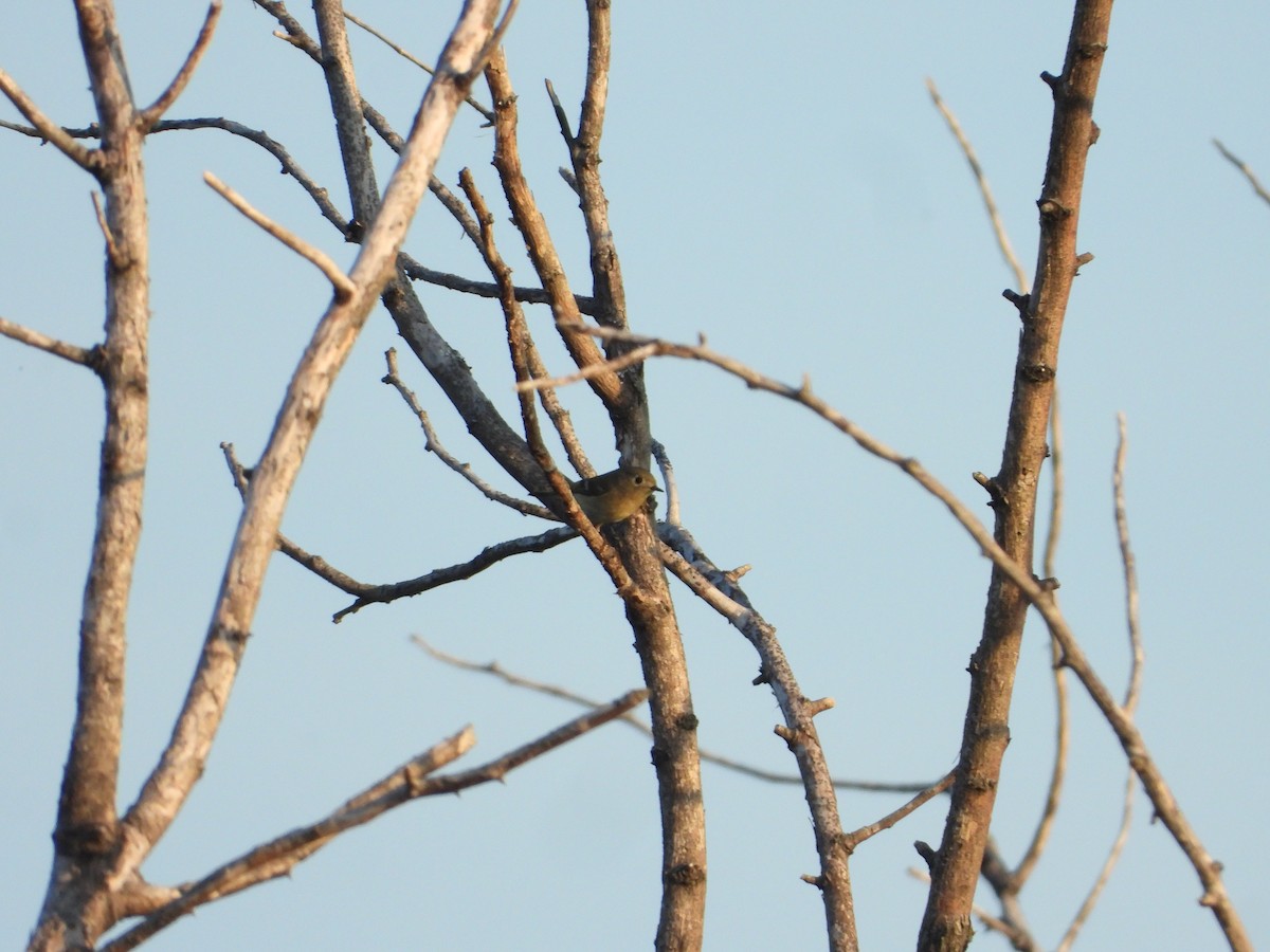 Ruby-crowned Kinglet - ML647268448