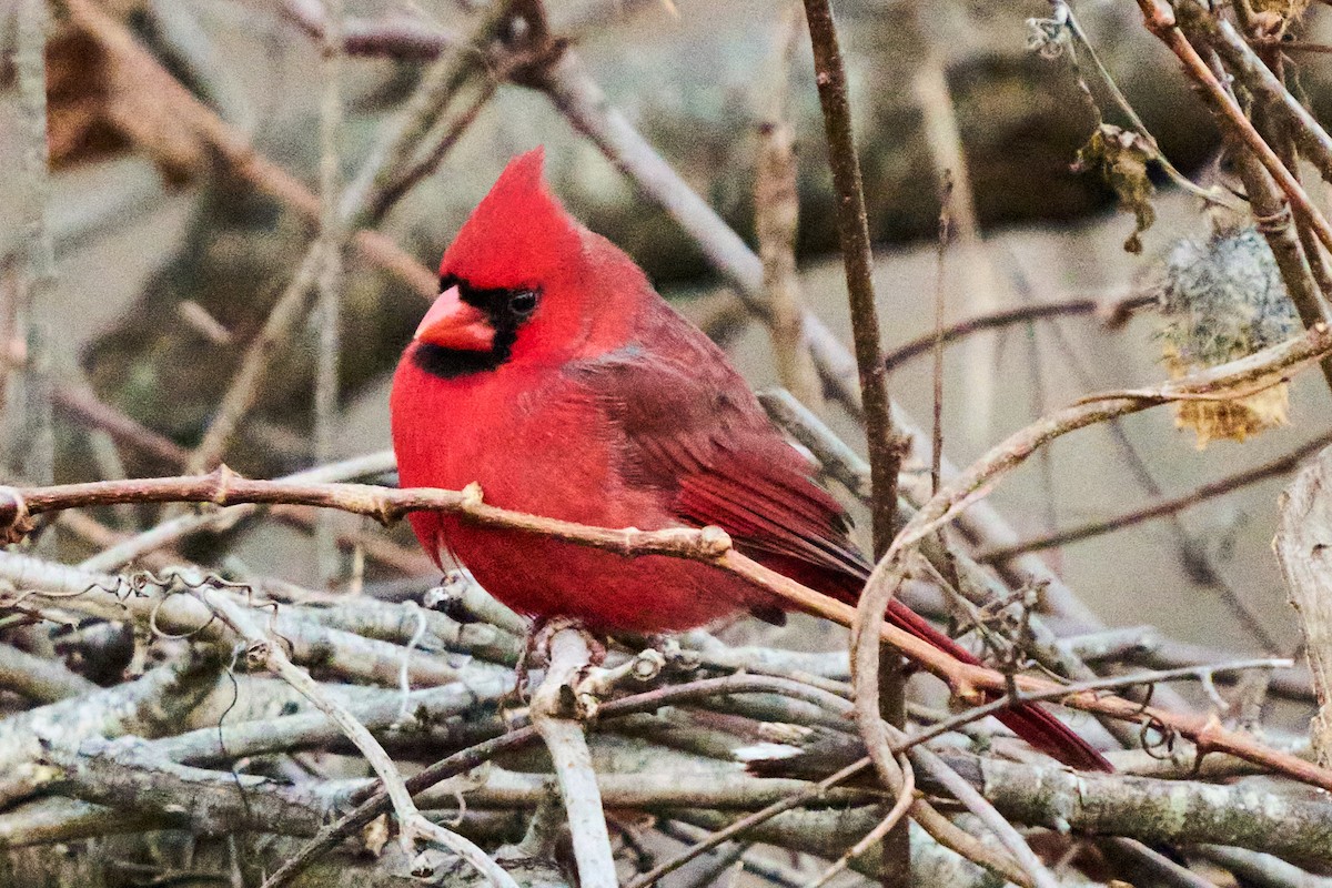 Cardinal rouge - ML647268455