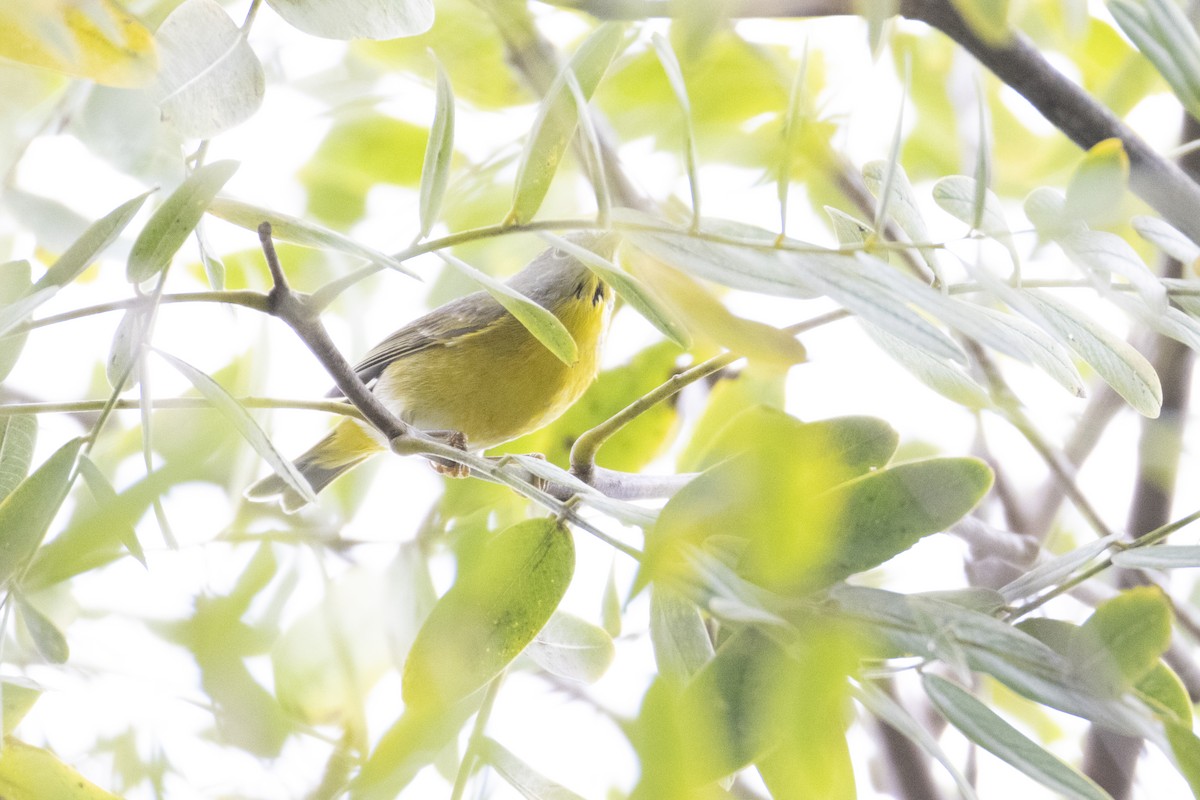 Nashville Warbler - ML647268466