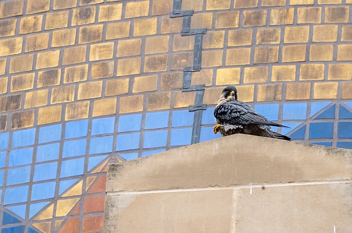 Peregrine Falcon - ML647268468