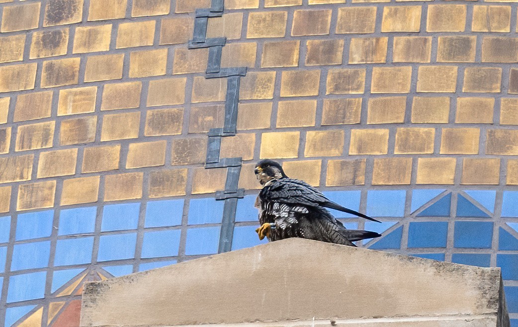 Peregrine Falcon - ML647268469