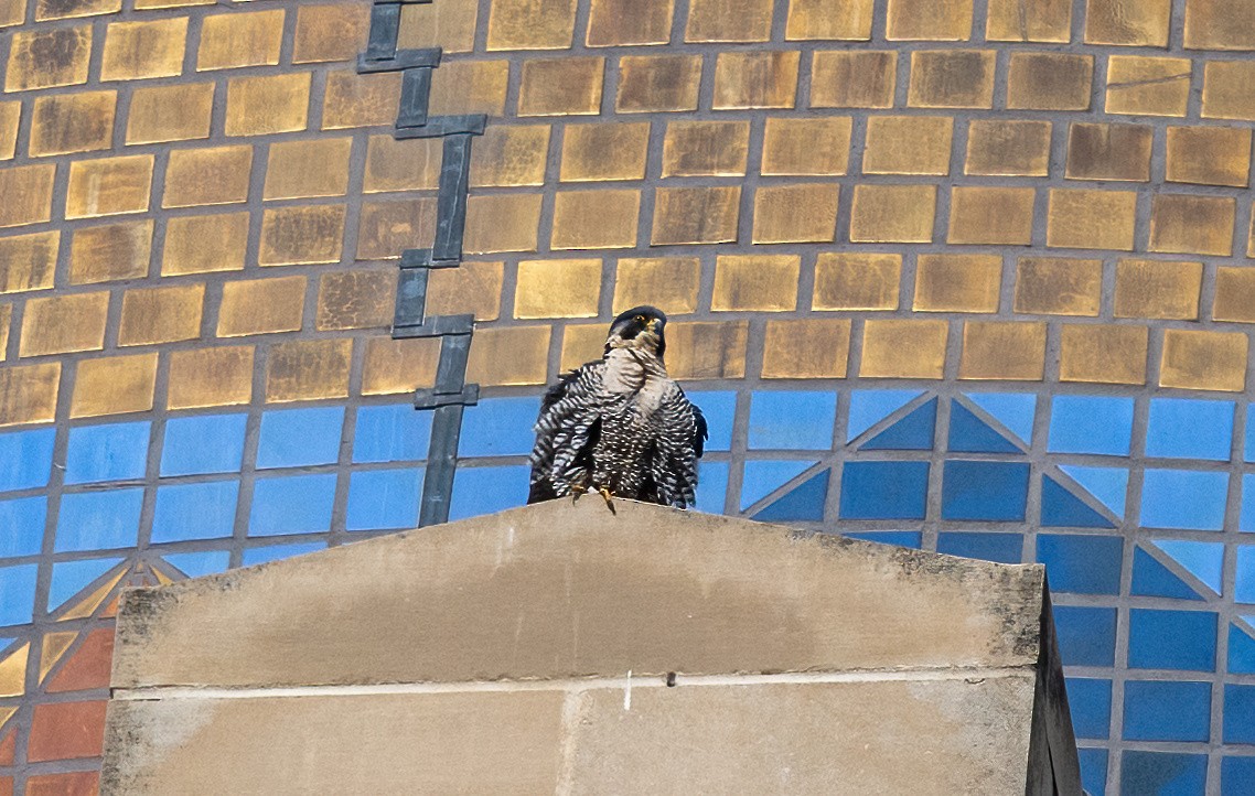 Peregrine Falcon - ML647268470