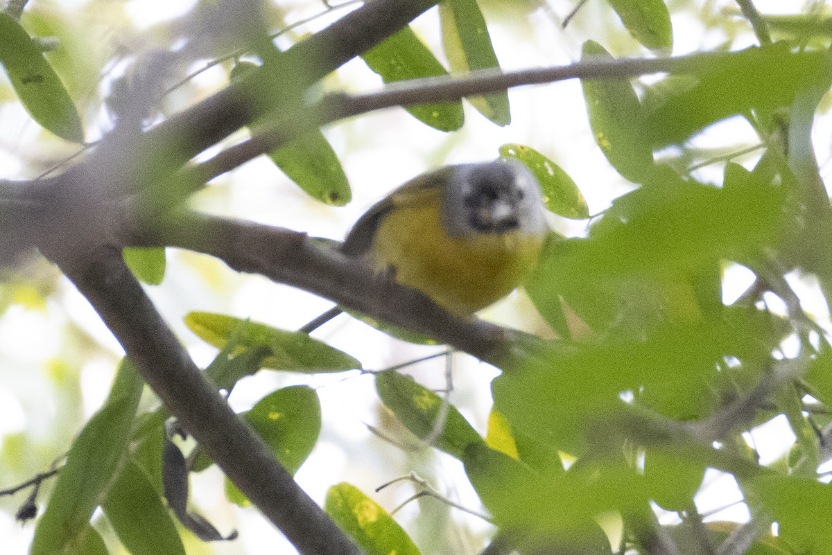 Nashville Warbler - ML647268471