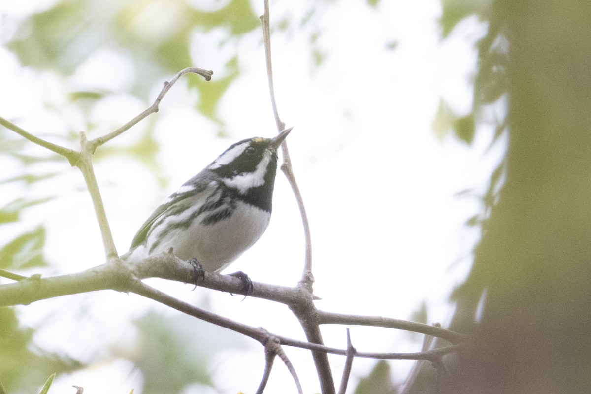 Black-throated Gray Warbler - ML647268473