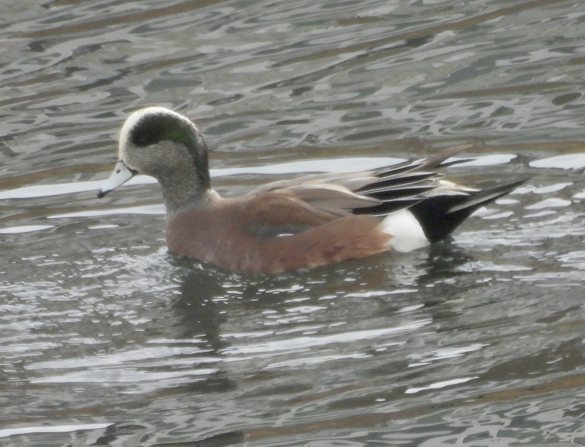 hvízdák americký - ML647268478