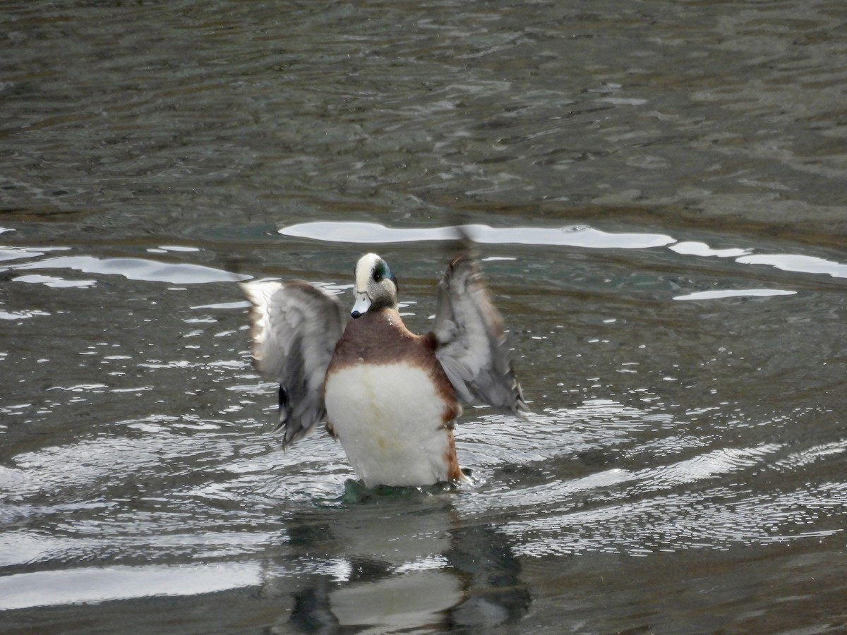 hvízdák americký - ML647268479