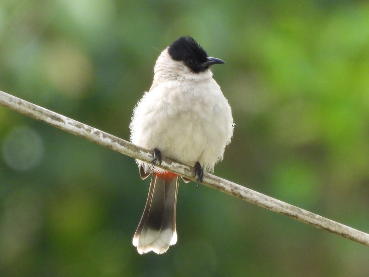 Bulbul Ventridorado - ML647268480