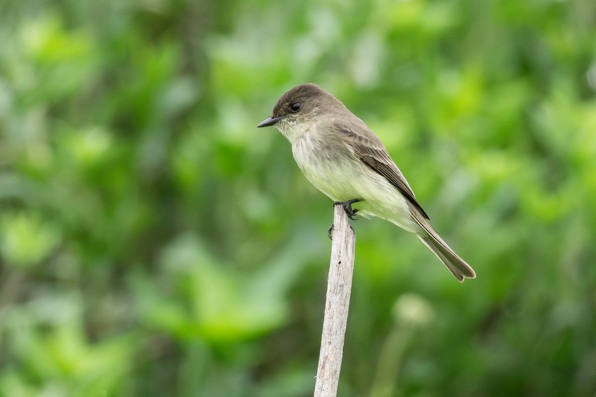 Eastern Phoebe - ML647268490