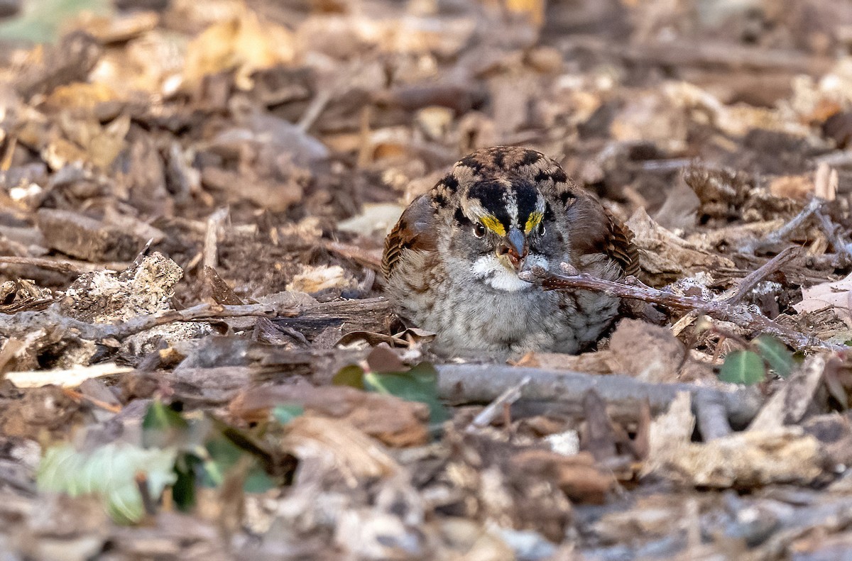 White-throated Sparrow - ML647268491