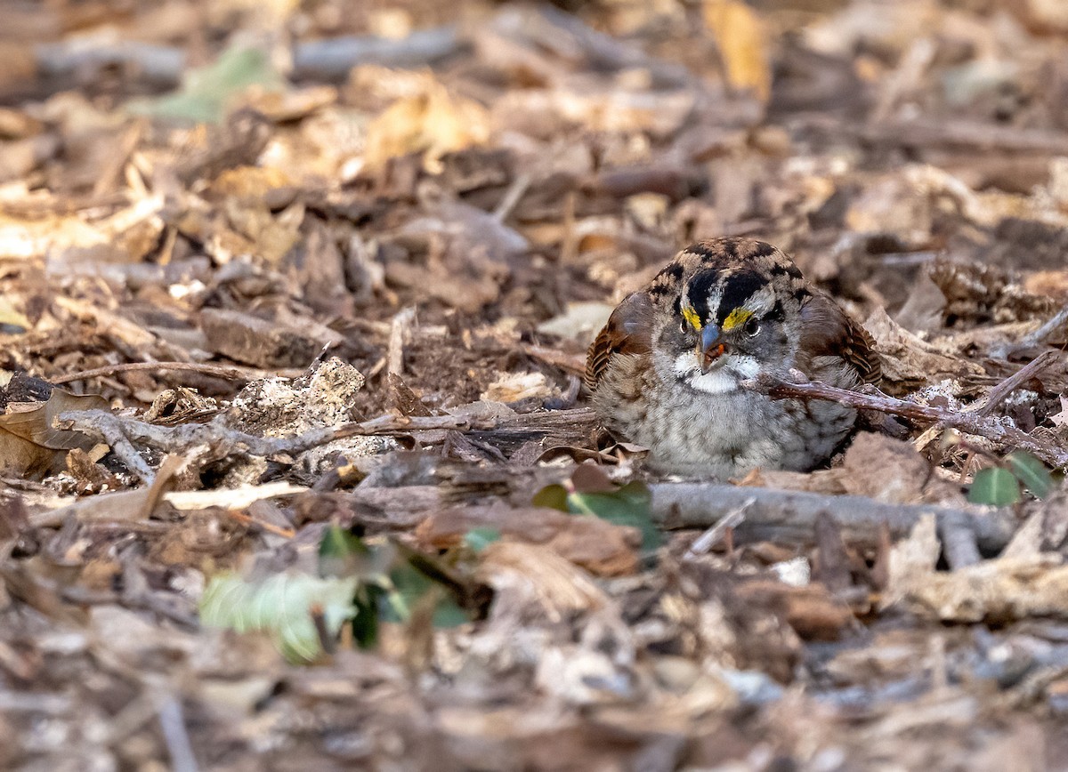 White-throated Sparrow - ML647268492