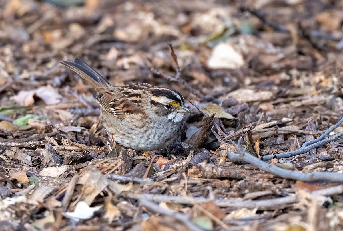 White-throated Sparrow - ML647268493
