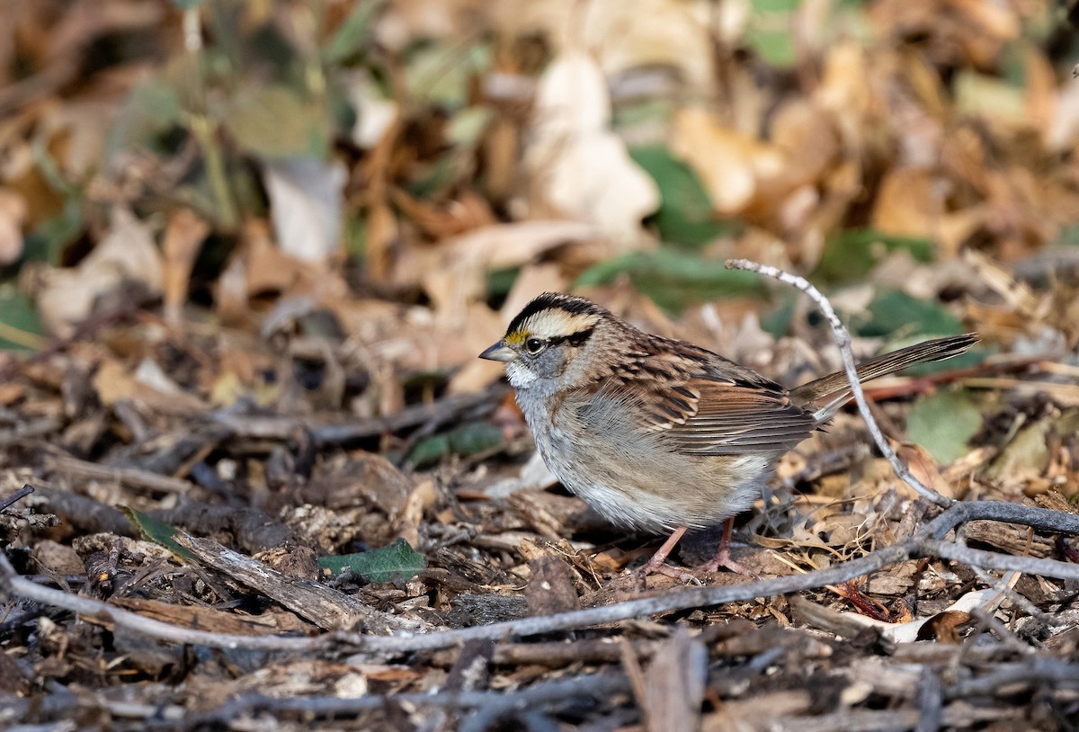 White-throated Sparrow - ML647268494