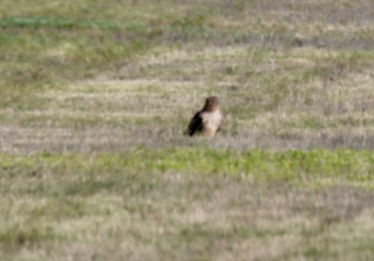 Лунь американський - ML647268496