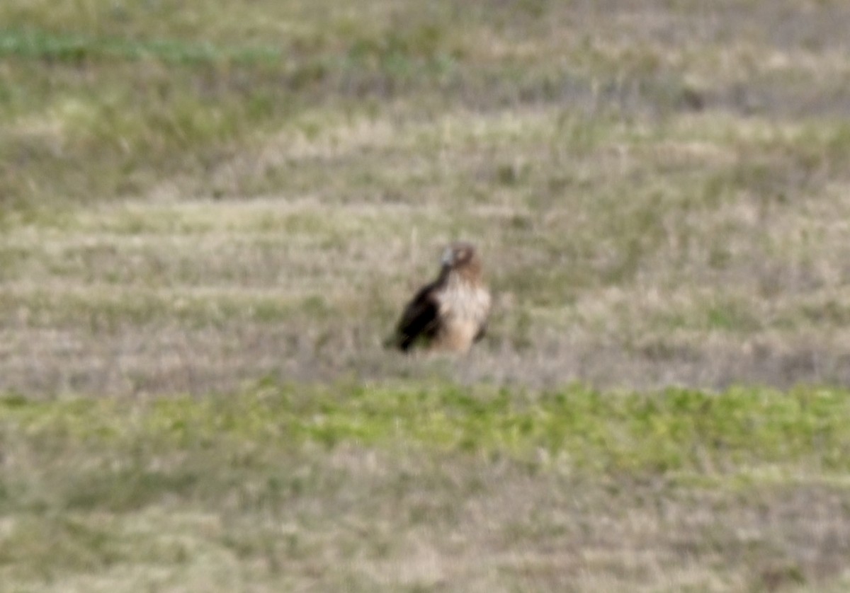 Лунь американський - ML647268497