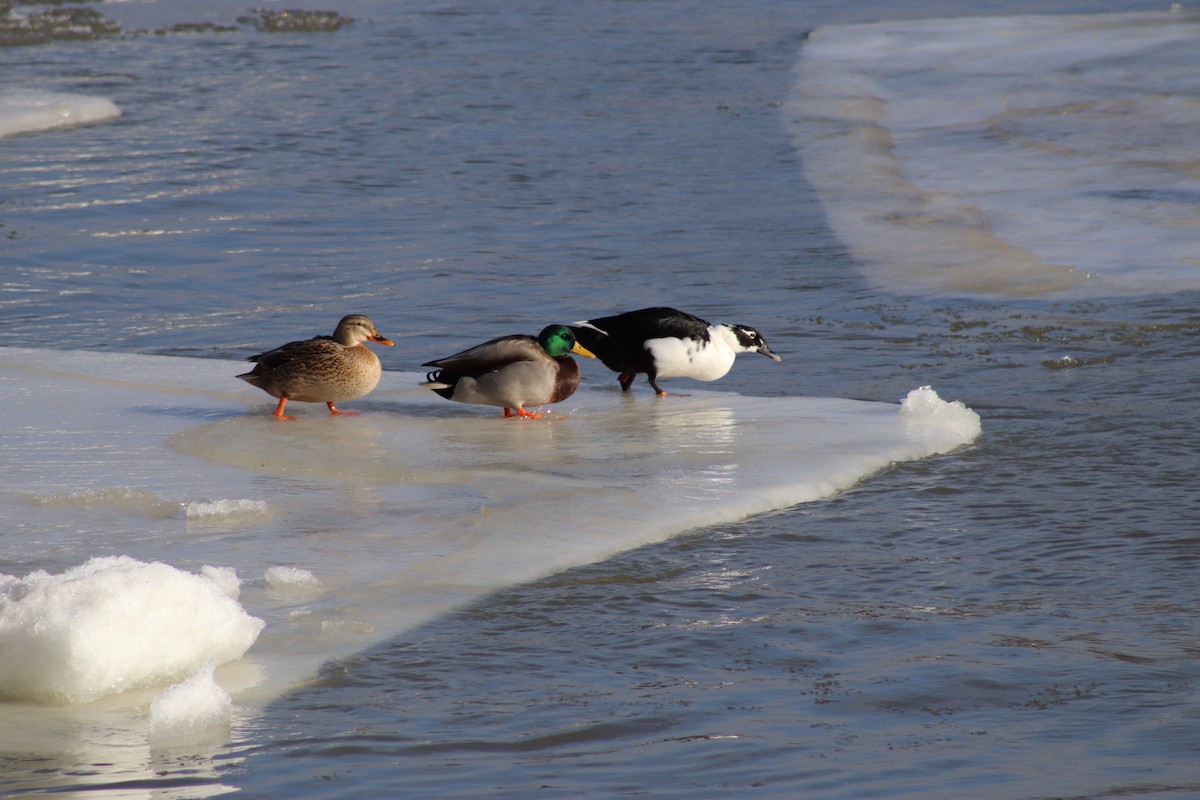 Mallard - ML647268501