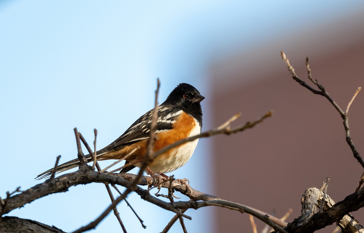 Spotted Towhee - ML647268503