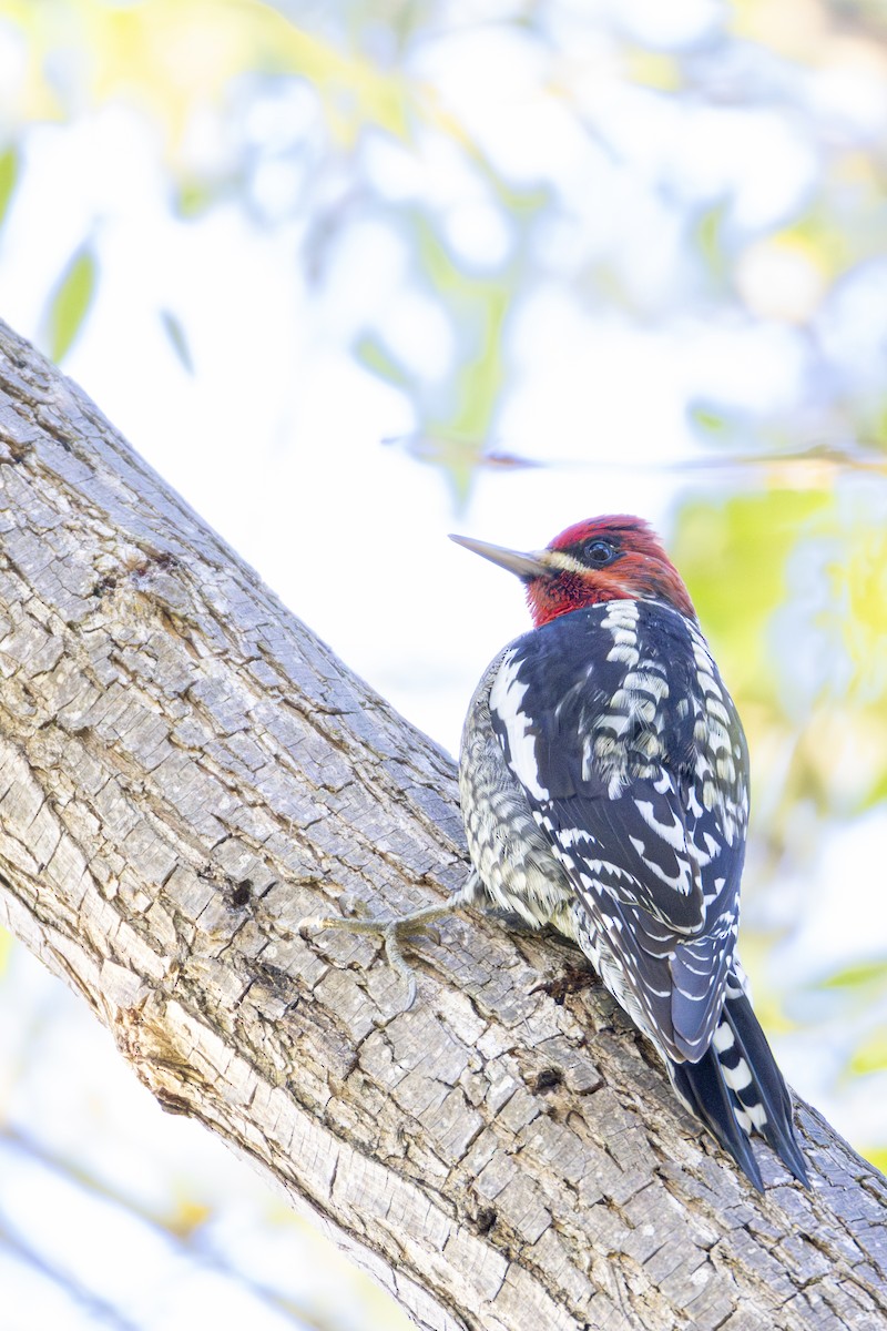 Red-breasted Sapsucker - ML647268504