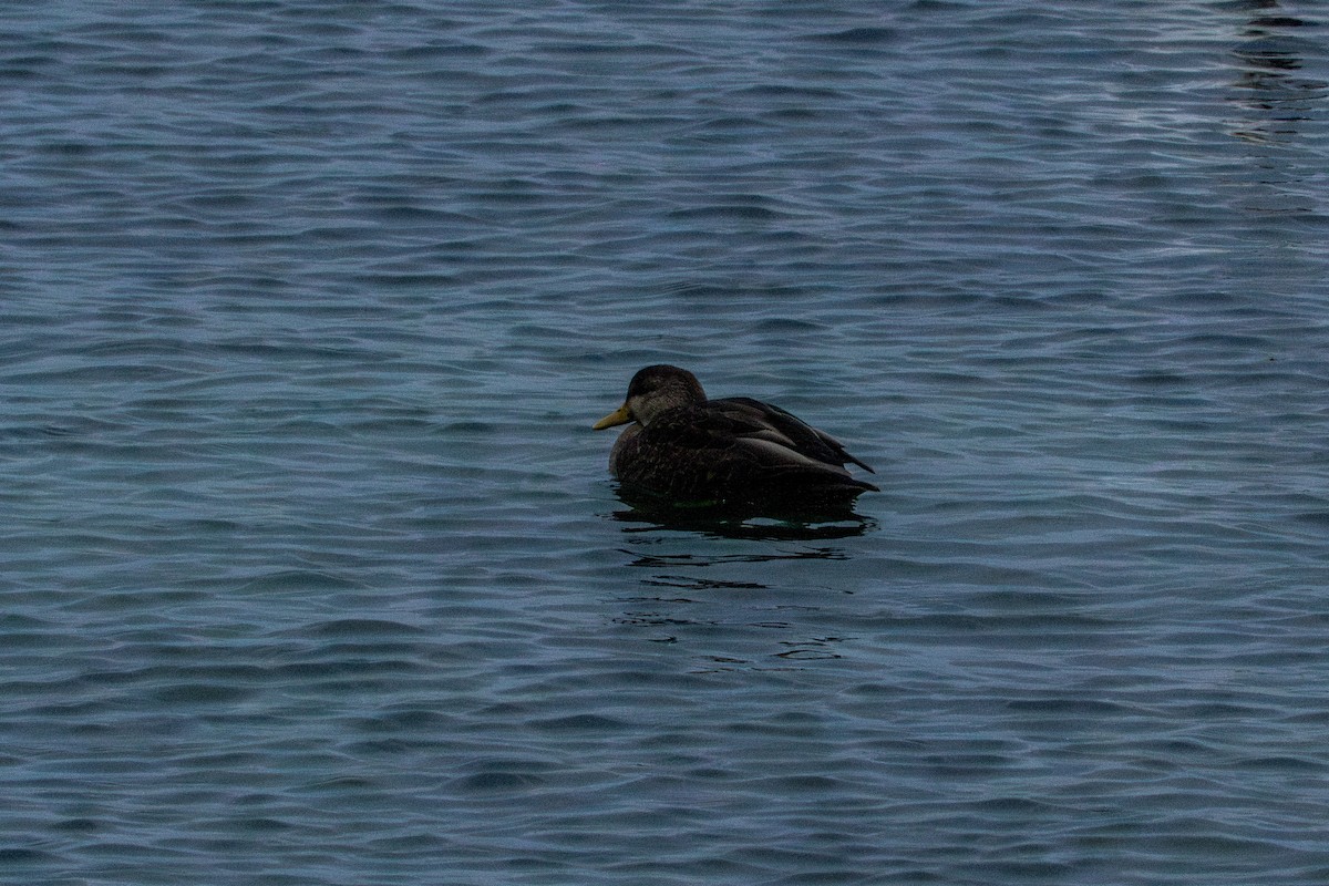 American Black Duck - ML647268505