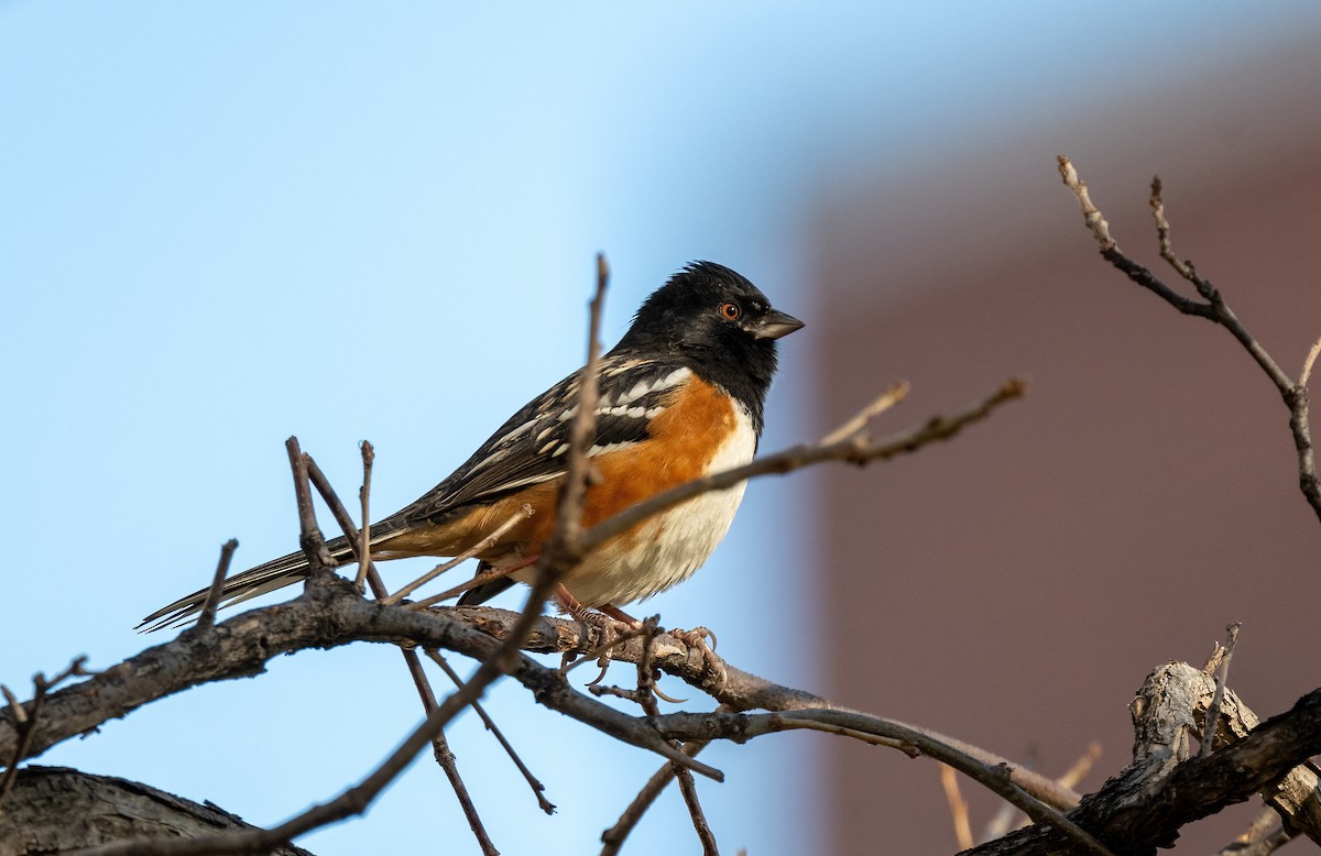Spotted Towhee - ML647268506