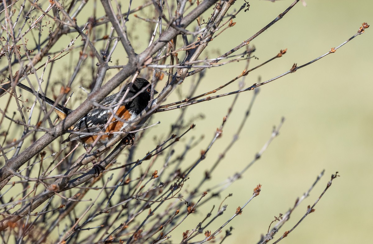 Spotted Towhee - ML647268507