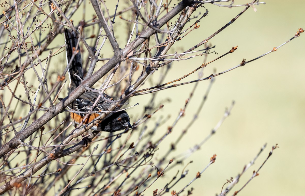 Spotted Towhee - ML647268508