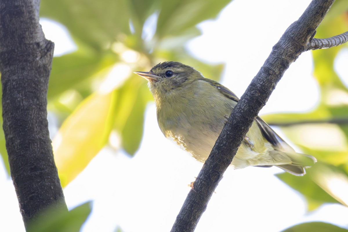 Червоїд світлобровий - ML647268512