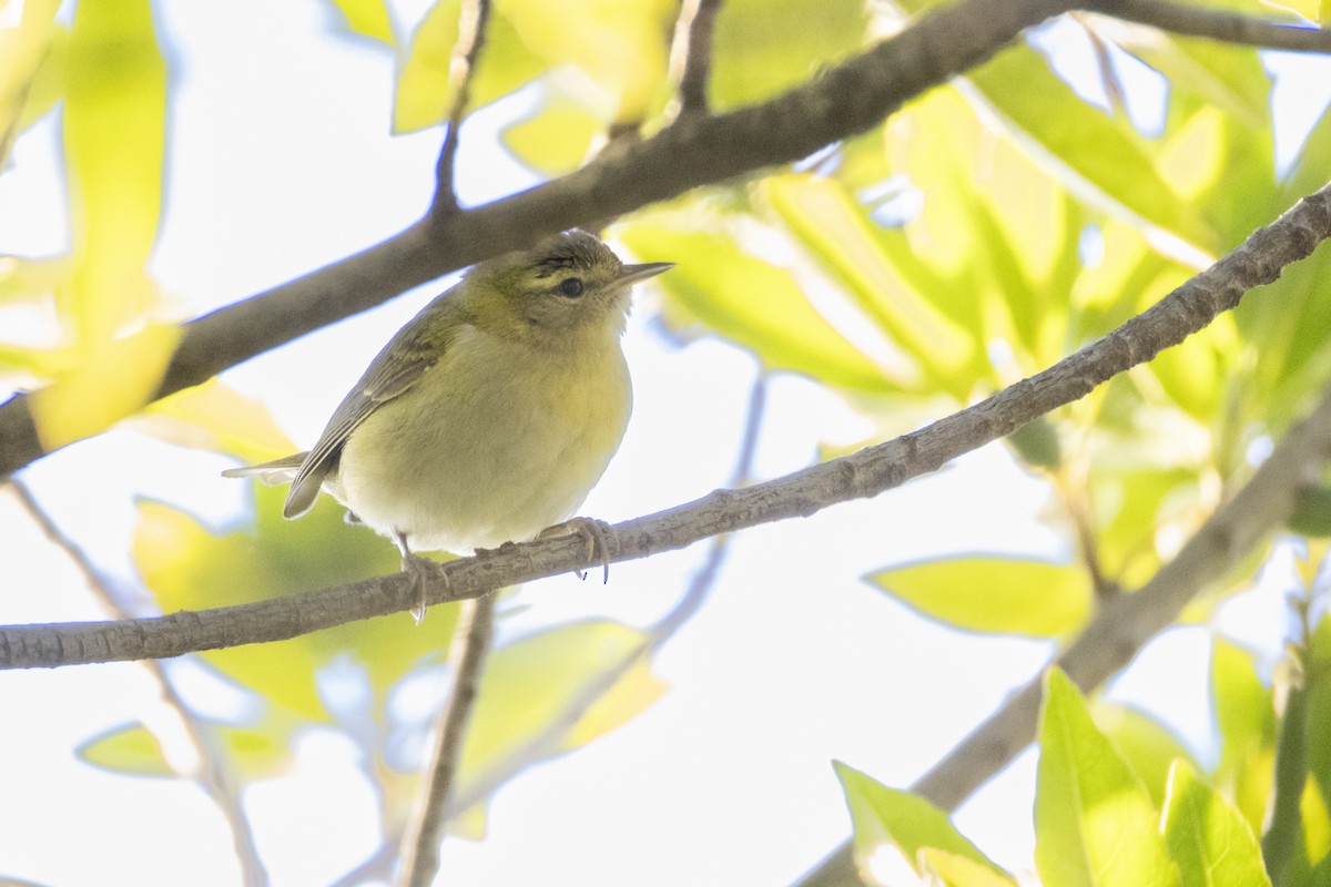 Червоїд світлобровий - ML647268514