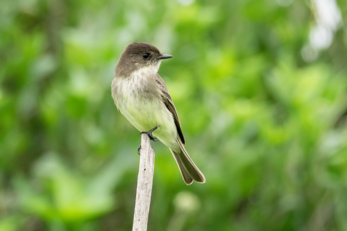 Eastern Phoebe - ML647268515