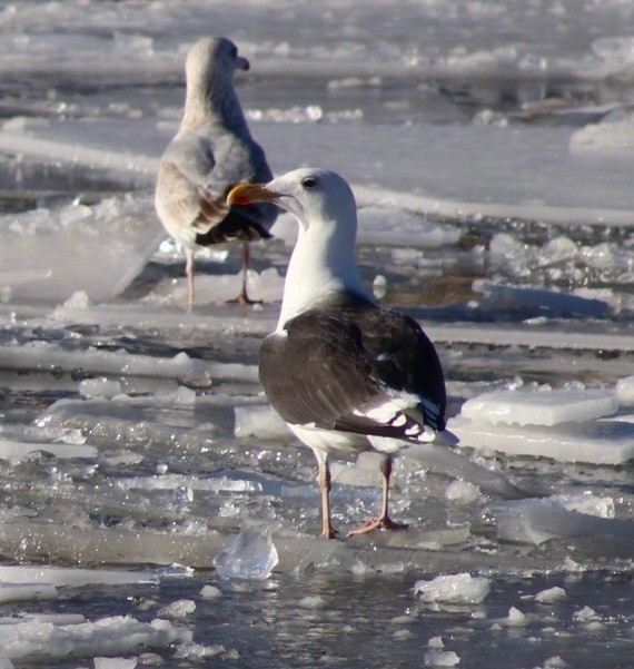 Great Black-backed Gull - ML647268517