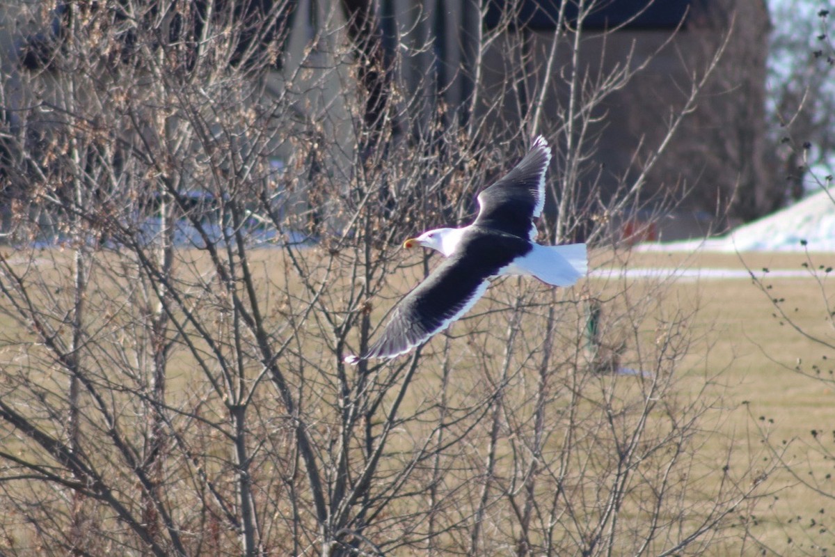 Great Black-backed Gull - ML647268518