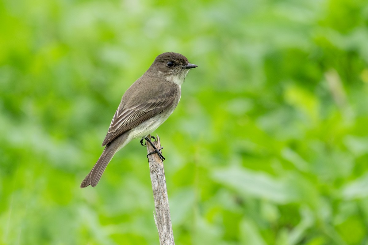 Eastern Phoebe - ML647268522