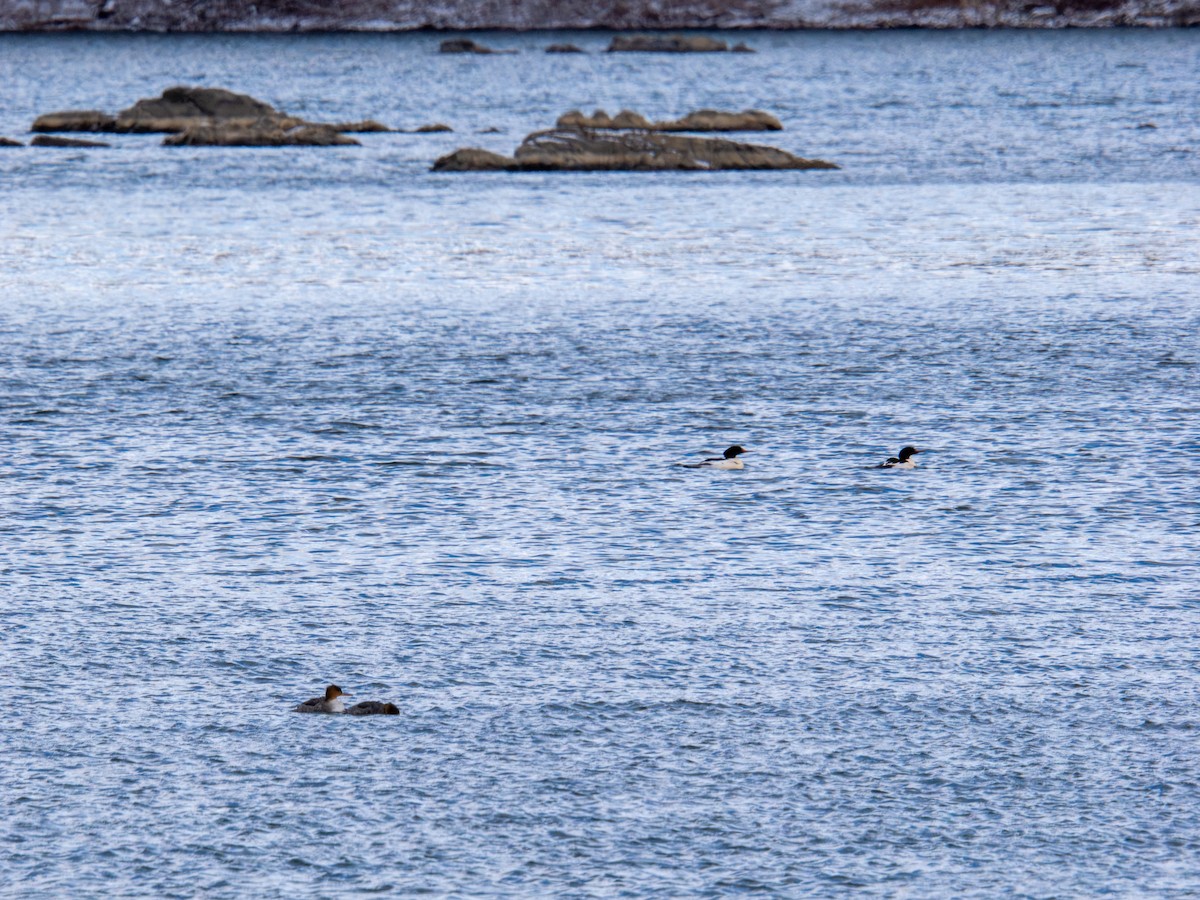 Common Merganser - ML647268523