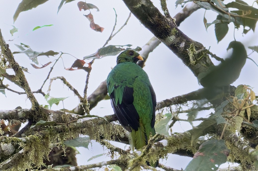 Quetzal doré - ML647268525