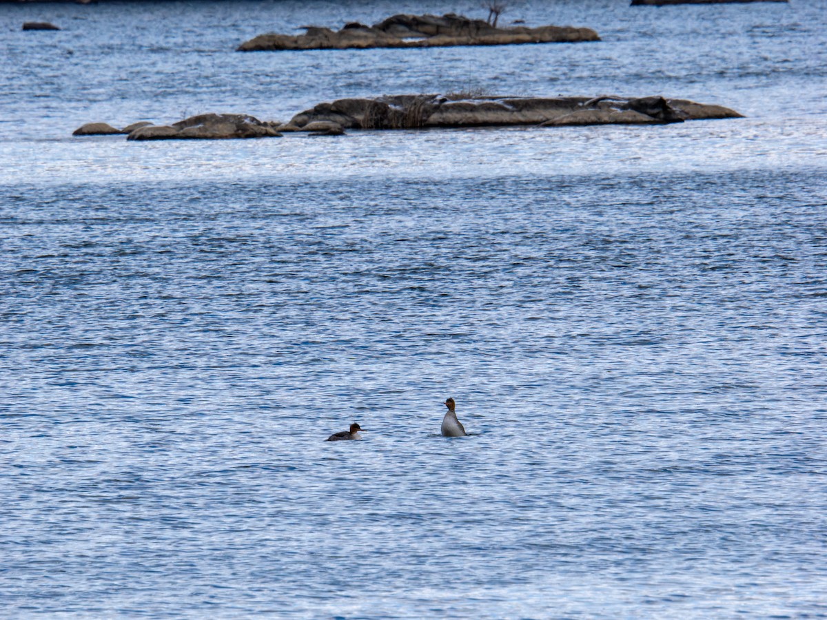 Red-breasted Merganser - ML647268526