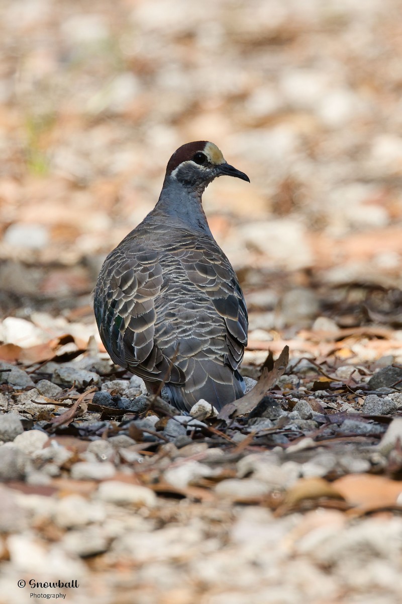 Common Bronzewing - ML647268528