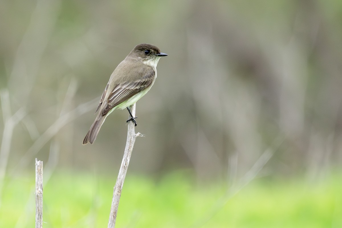 Eastern Phoebe - ML647268529