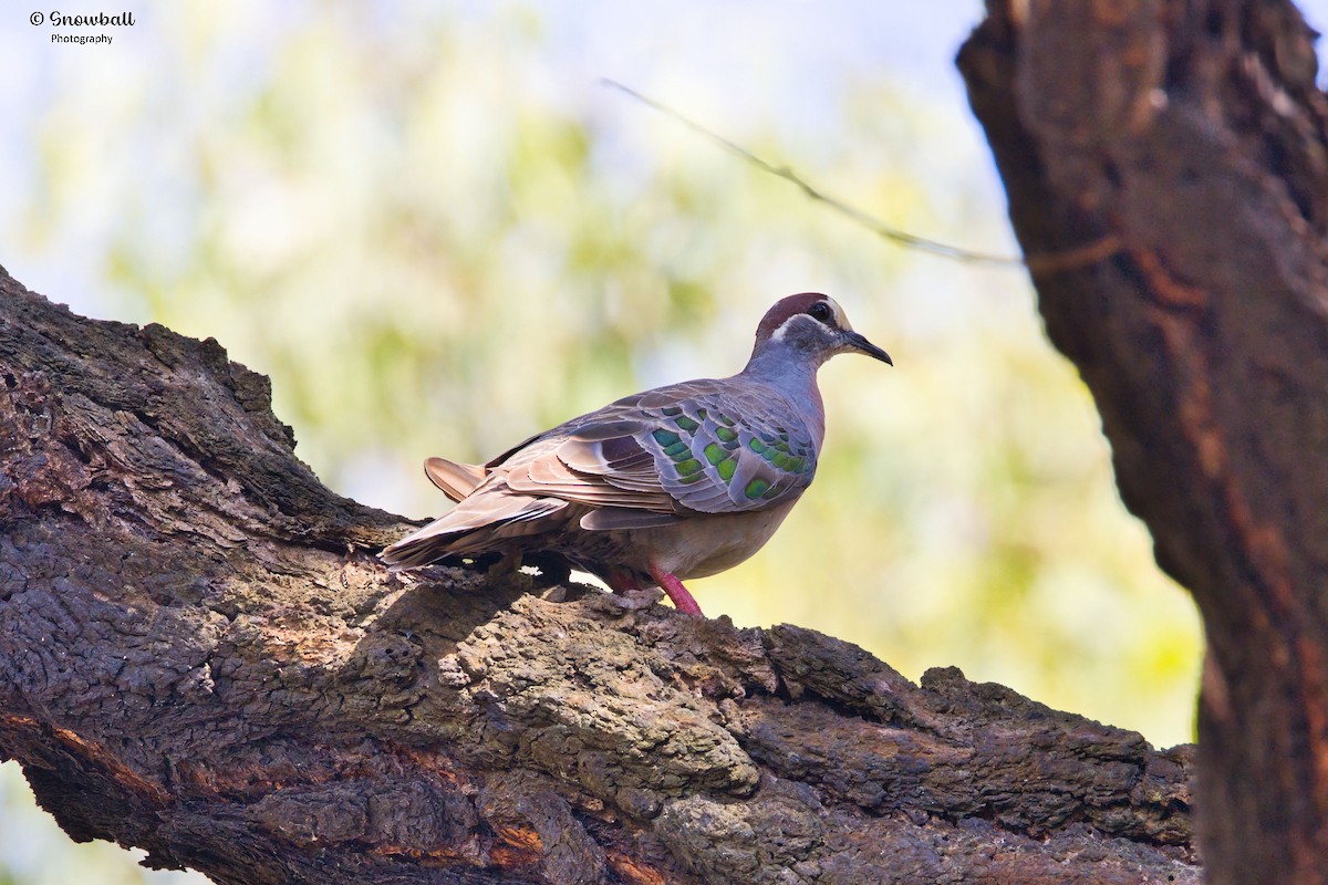 Common Bronzewing - ML647268530