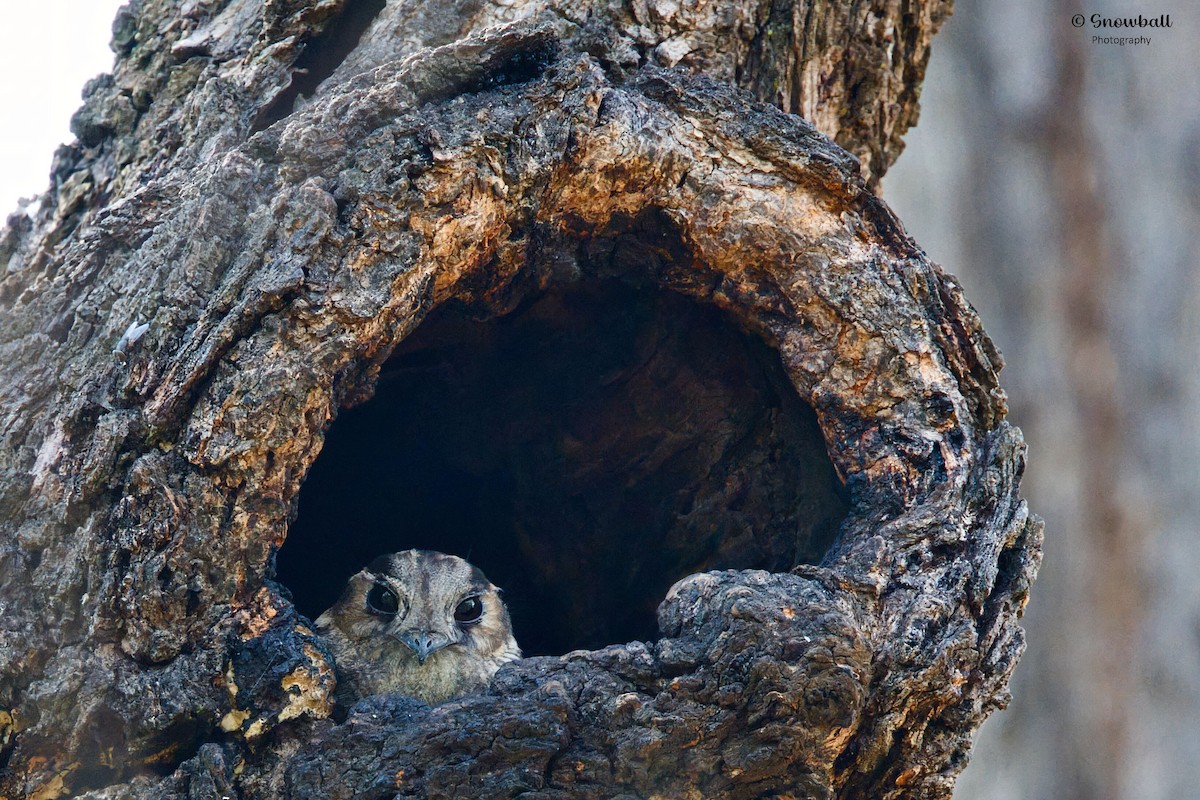 Australian Owlet-nightjar - ML647268532